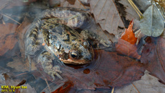 Rana dybowskii