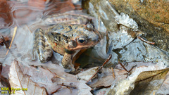 Rana dybowskii