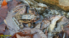 Rana dybowskii