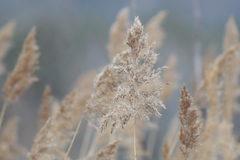 Phragmites australis