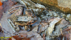 Rana dybowskii