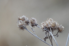 Arctium tomentosum