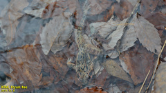 Rana dybowskii
