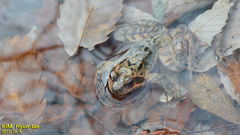 Rana dybowskii