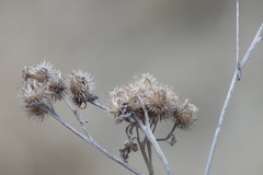Arctium tomentosum