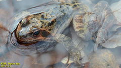 Rana dybowskii