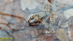 Rana dybowskii