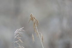 Bromus inermis