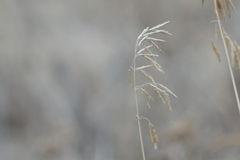 Bromus inermis