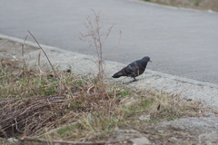 Columba livia domestica