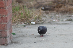 Columba livia domestica