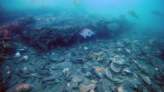 Caesioperca lepidoptera