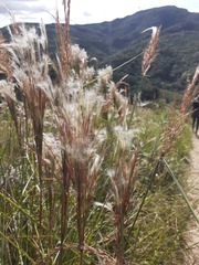 Andropogon bicornis