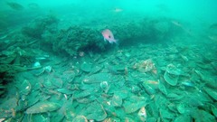 Caesioperca lepidoptera