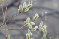 Salix