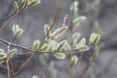 Salix