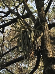 Tillandsia prodigiosa