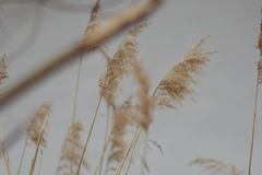 Phragmites australis