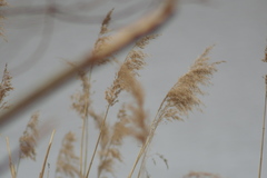 Phragmites australis