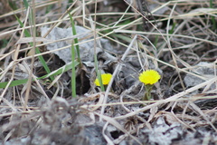 Tussilago farfara
