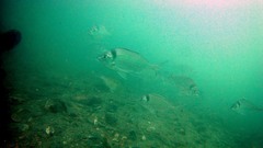 Nemadactylus macropterus