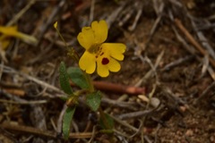Erythranthe carsonensis