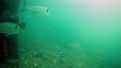 Nemadactylus macropterus