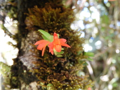 Fernandezia