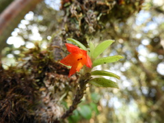 Fernandezia