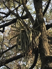 Tillandsia prodigiosa