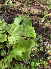 Trillium apetalon