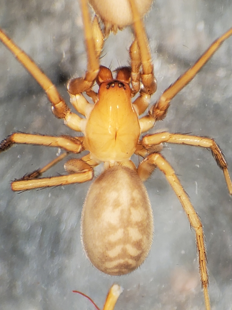 Cybaeus charlesi