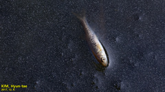 Rhynchocypris oxycephalus