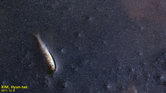 Rhynchocypris oxycephalus