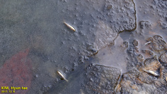 Rhynchocypris oxycephalus