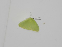 Aphrissa statira statira