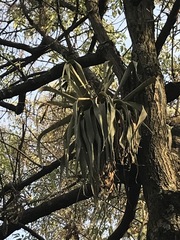 Tillandsia prodigiosa