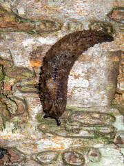 Pseudaneitea