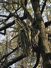 Tillandsia prodigiosa