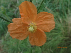 Papaver aculeatum