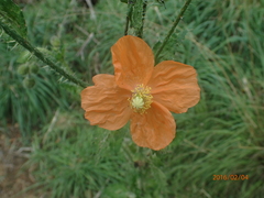 Papaver aculeatum