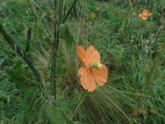 Papaver aculeatum