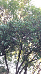 Magnoliopsida