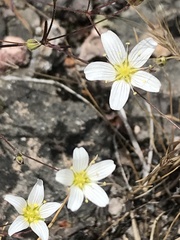 Leptosiphon liniflorus