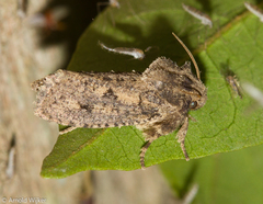 Acrolophinae