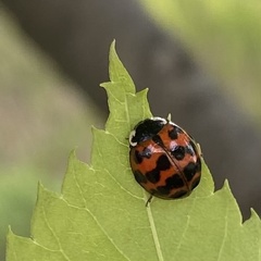 Harmonia axyridis