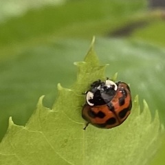 Harmonia axyridis