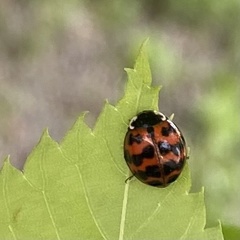 Harmonia axyridis