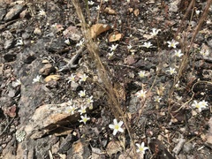 Leptosiphon liniflorus