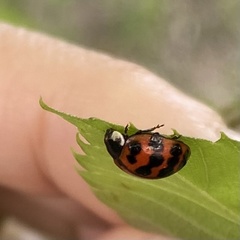 Harmonia axyridis